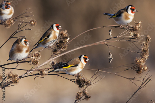 Group of european goldfinches eating burdock in winter. Cute colorful little songbirds. Birds in wildlife. photo