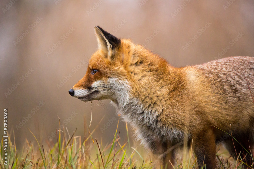 Rotfuchs Rotfuchs