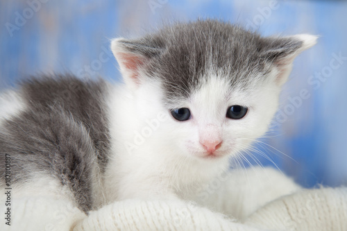 White kitten on a blanket comfortable Close-up