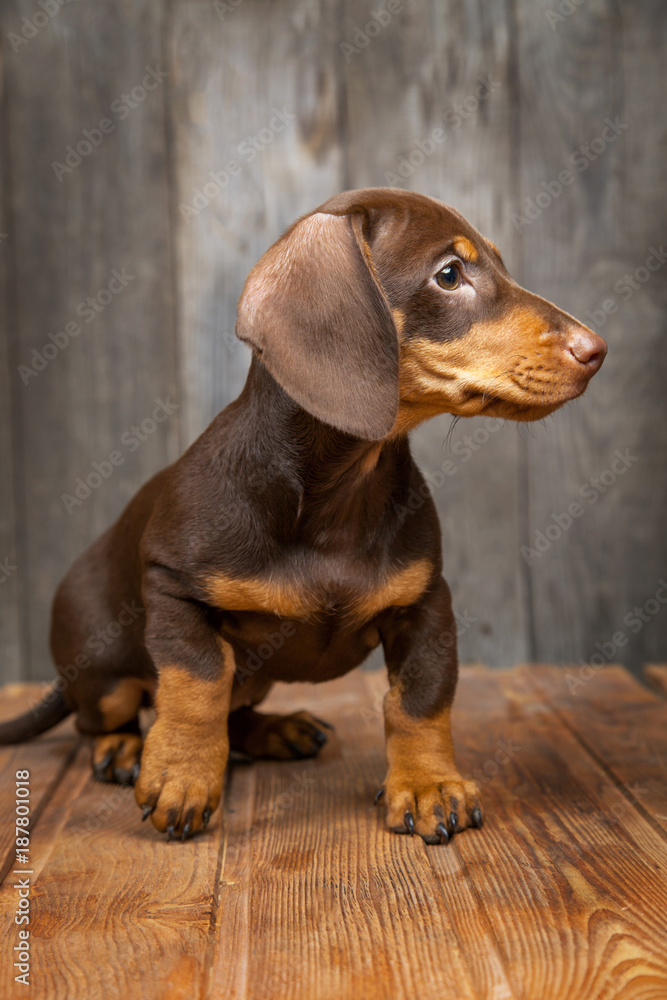 puppy dog breed dachshund on wood background