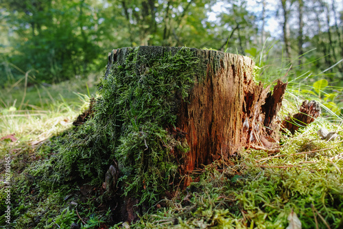 Old mossy stub in the forest