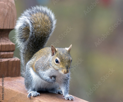Young Gray Squirrel - Paw Up