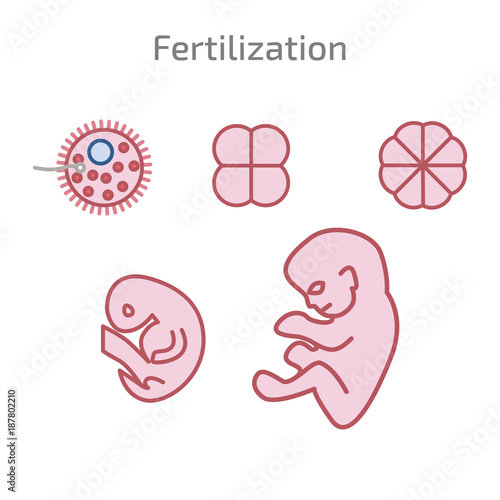 Stages of the development of fertilization.