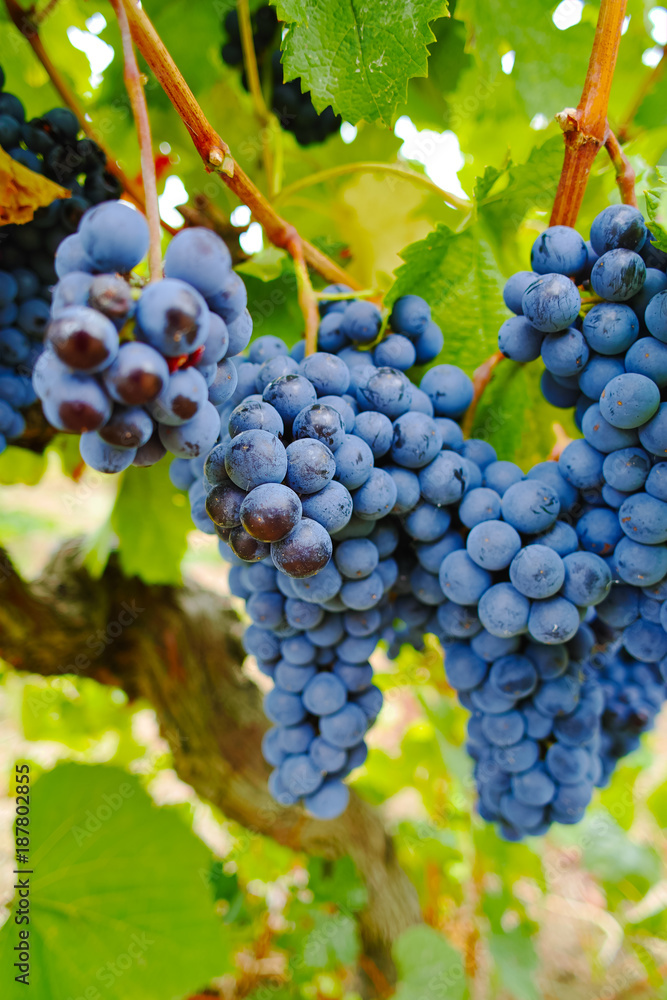 Naklejka premium Ripe red wine grape ready to harvest