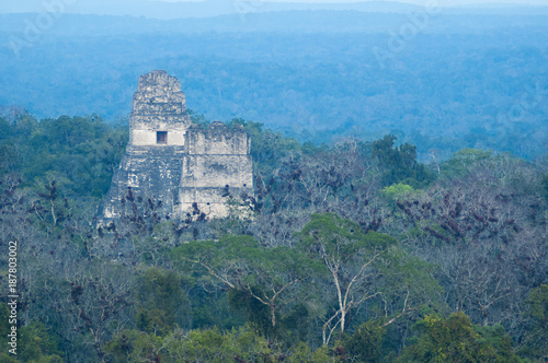 Panoramic of Tikal pyramids Gran Jaguar in Peten  Guatemala. Mayan culture.