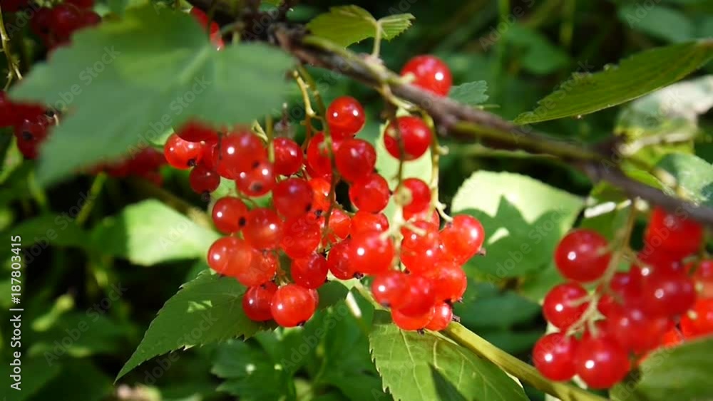 Red Ribes rubrum berries on the plant close-up HD footage - The redcurrant deciduous shrub fruit natural shallow video static camera Red Ribes rubrum berries on the plant close-up HD footage - The redcurrant deciduous shrub fruit natural shallow video static camera