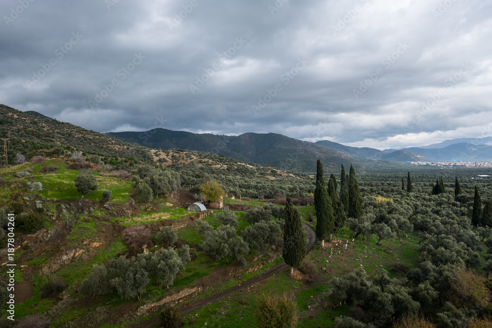 Mountains and Fields Covered with Olive Trees Mountains and Fields Covered with Olive Trees