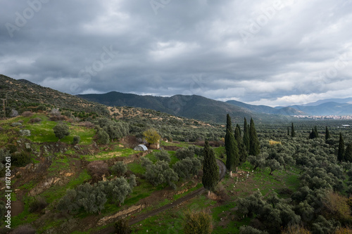 Mountains and Fields Covered with Olive Trees