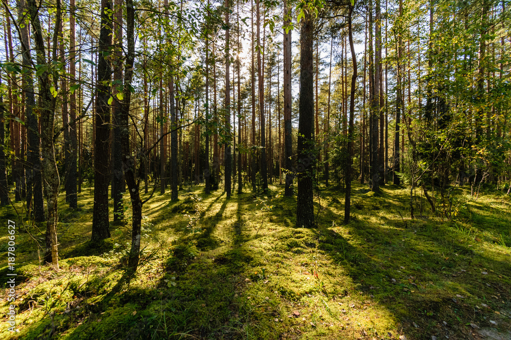 Fototapeta premium sunny day in summer park