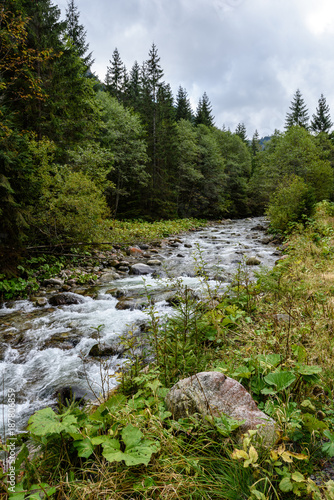 mountain river in summer. Bialka river, Poland