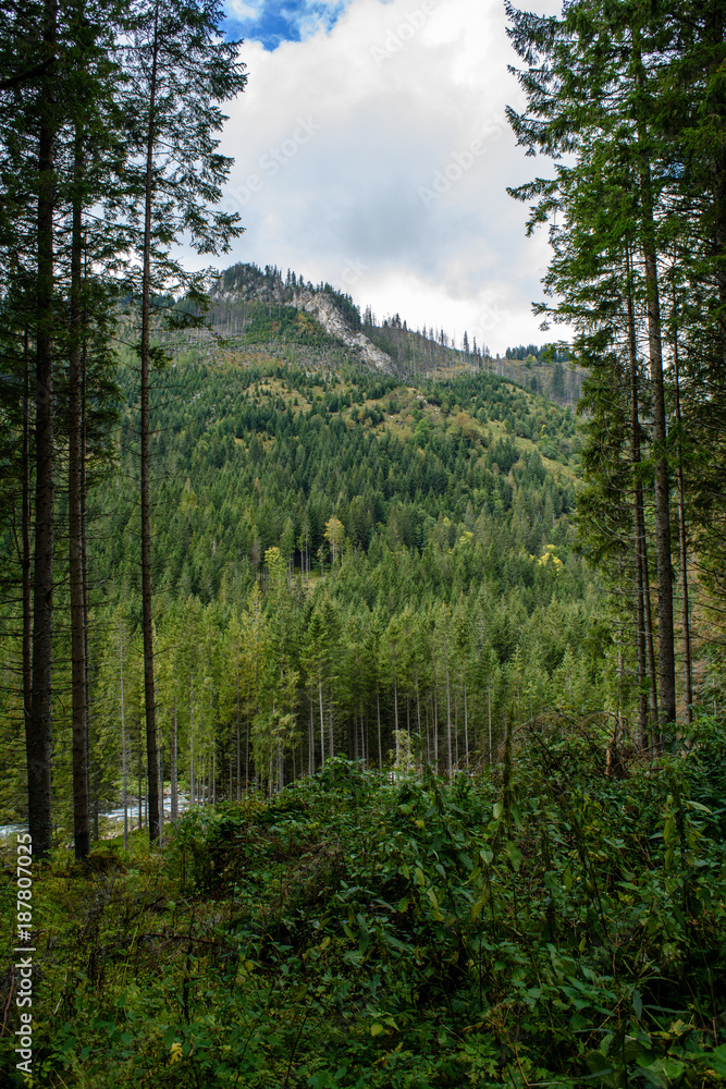 slovakian carpathian mountains in autumn with green forests