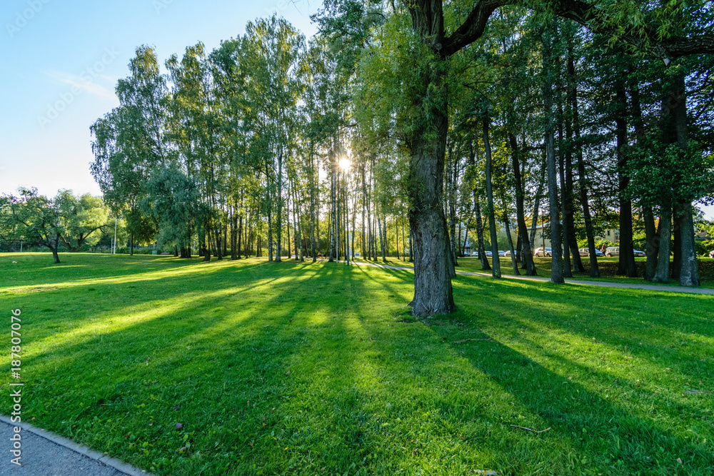 Fototapeta premium sunny day in summer park