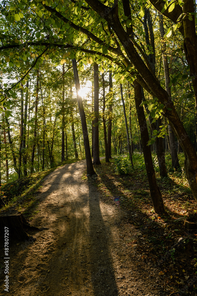 Obraz premium sunny day in summer park