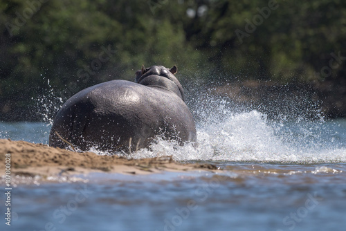 Hipopótamo agressivo ao entrar na água do rio Cubango, Angola