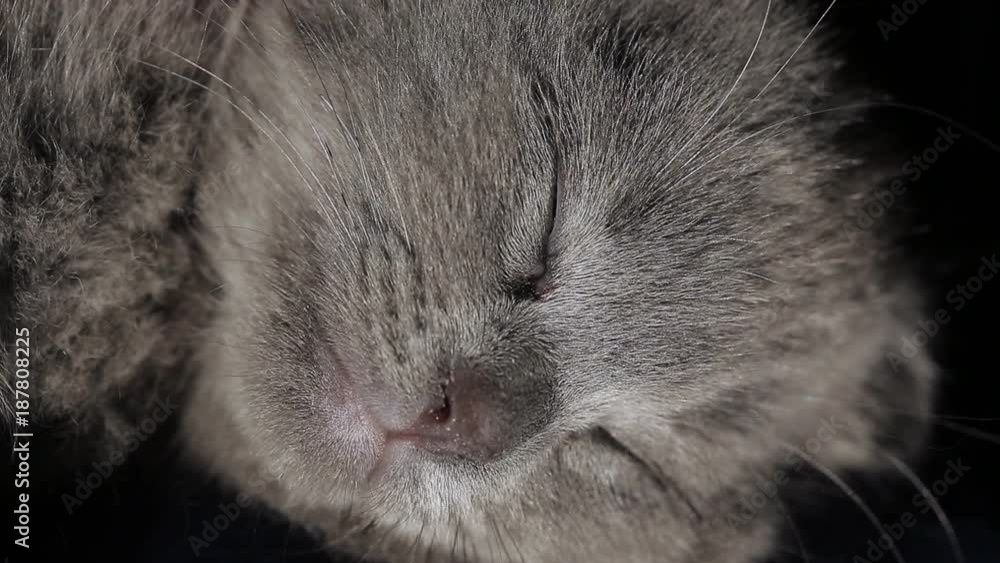Close-up sleepy grey kitten Close-up sleepy grey kitten