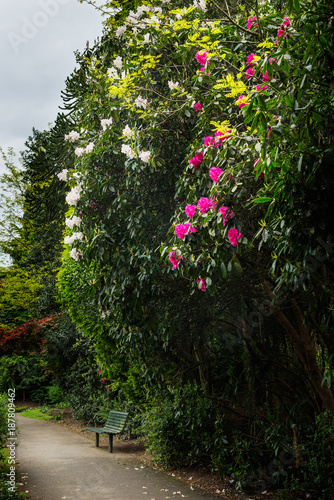 English Public Garden at late Spring with Green Trees and Blooming Rhododendrons