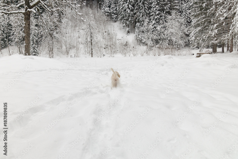 White young wire-haired dog of spinone italiano breed walks away on the snow in the forest White young wire-haired dog of spinone italiano breed walks away on the snow in the forest