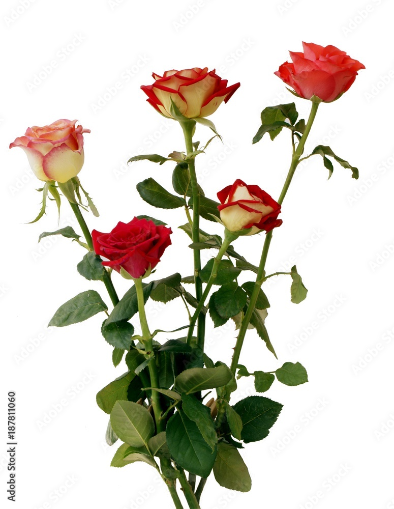 bouquet of pretty roses bouquet of pretty roses