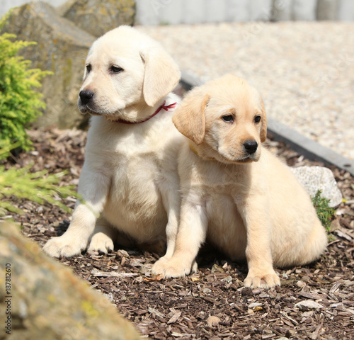 Amazing puppies of labrador retriever