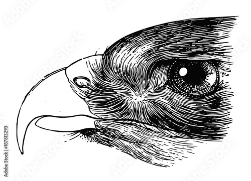 Bussard - Kopf - Buteo - Buzzard