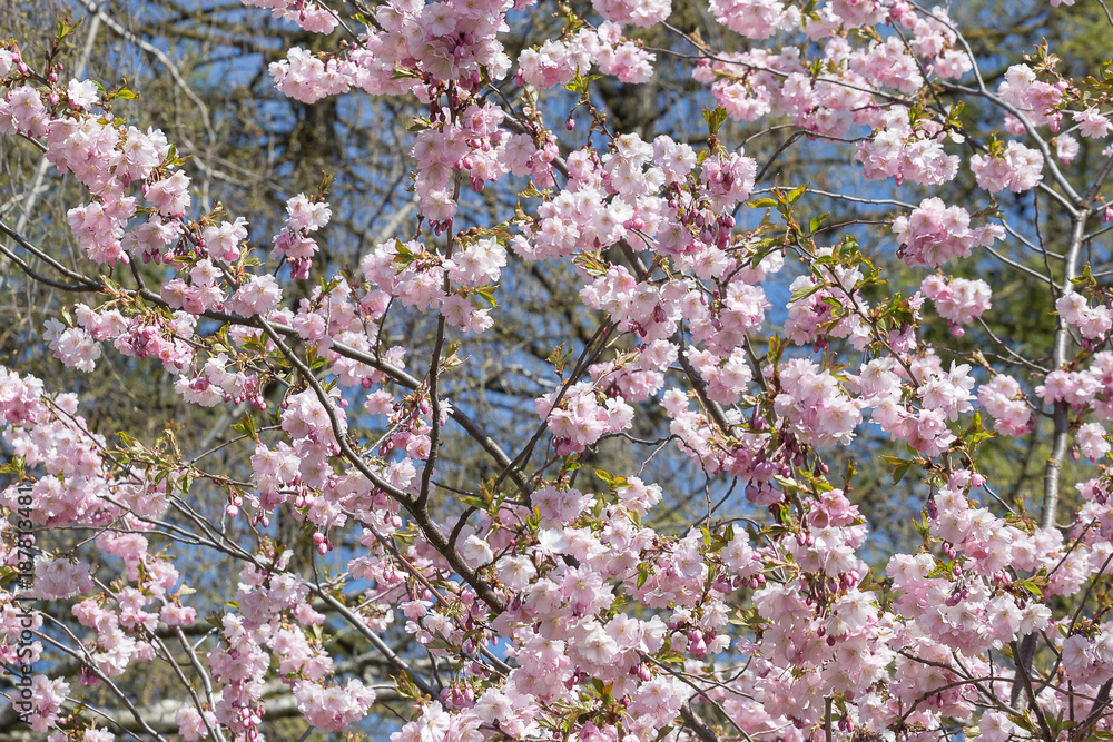 Close up sakura or cherry blossom; Japanese Spring Flower Sakura; Pink Cherry Flower Close up sakura or cherry blossom; Japanese Spring Flower Sakura; Pink Cherry Flower
