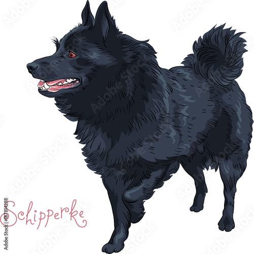 Small black dog Schipperke breed standing, looking in the side, lifting his paw