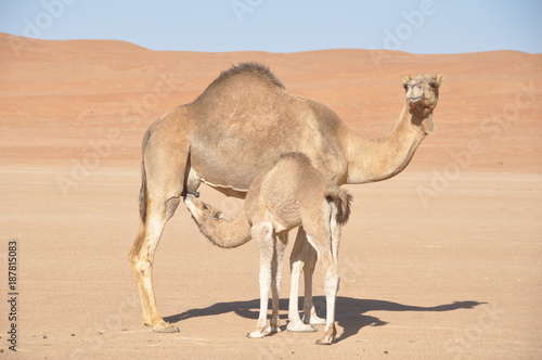 Camel Mother and son