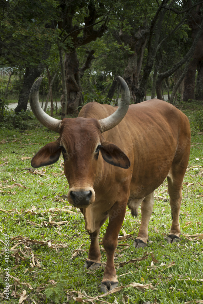 Cows grazing in the mountains, Guatemala central America. Cows grazing in the mountains, Guatemala central America.