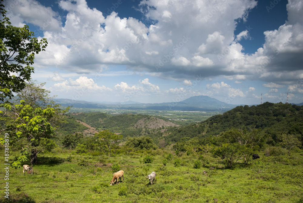 Cows grazing in the mountains, Guatemala central America.