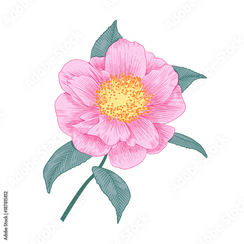 Pale pink camellia semi double form flower