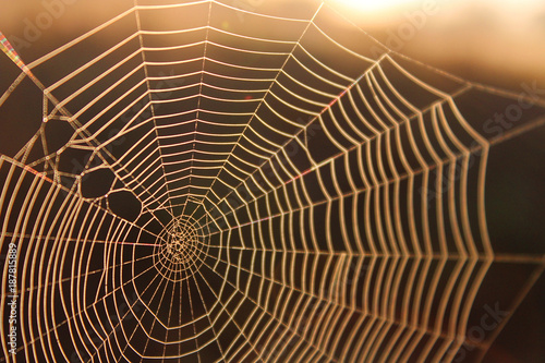 Macro Shot of a Spider Web in the Sunshine Background Texture