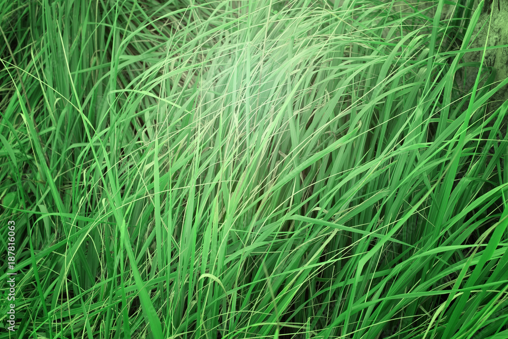 Natural background of high grass. Natural background of high grass.