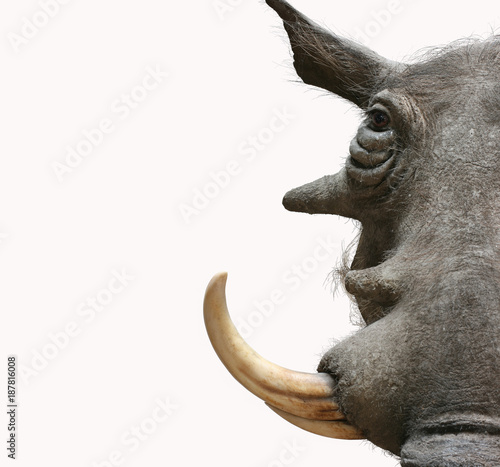warthog portrait taxidermy objects isolated photo