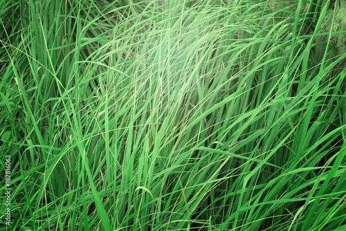 Natural background of high grass.