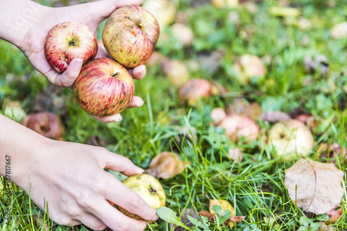 Woman hands picking up many apple fallen wild fresh on grass ground bruised on apple picking farm closeup