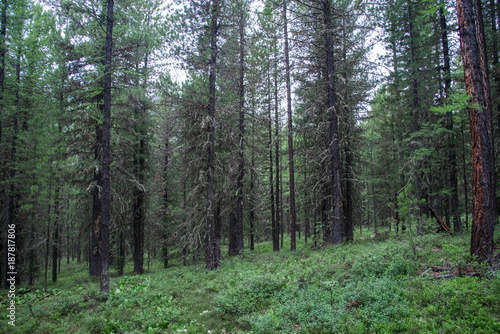 Tajga, las w Rosji w sezonie letnim, drzewa iglaste pokryte mchem