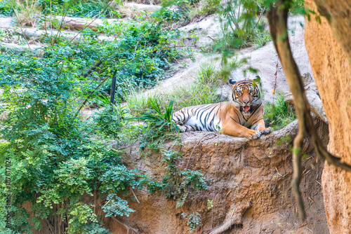 Tiger in the forest