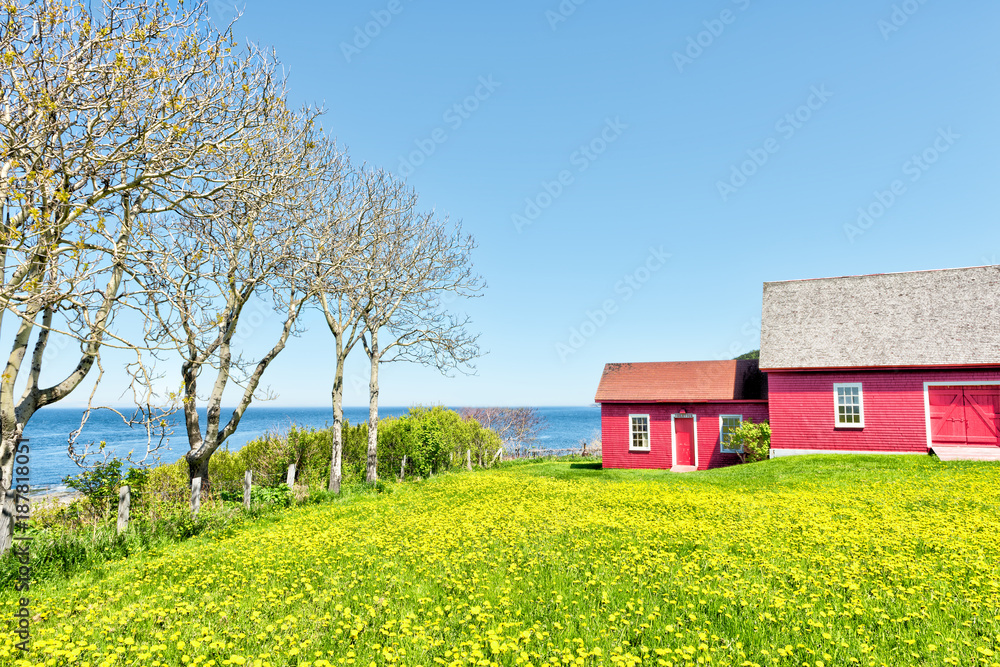 Red painted shed with yellow dandelion flowers and view of Saint Lawrence river in La Martre in the Gaspe Peninsula, Quebec, Canada, Gaspesie region Red painted shed with yellow dandelion flowers and view of Saint Lawrence river in La Martre in the Gaspe Peninsula, Quebec, Canada, Gaspesie region