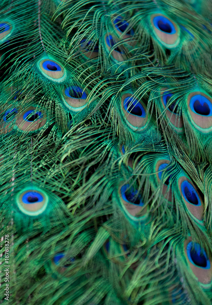 Fototapeta premium peacock plumage texture