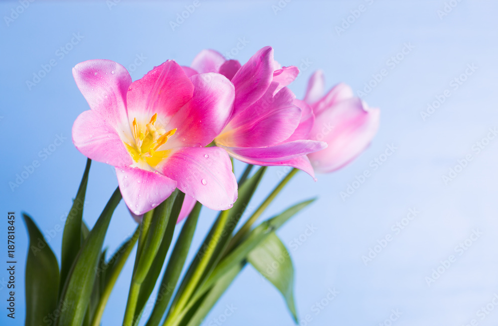 Closeup beautiful bouquet of tender pink tulips with drops of water on petals on light blue background Closeup beautiful bouquet of tender pink tulips with drops of water on petals on light blue background