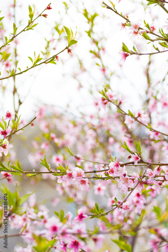 Beautiful blooming pink cherry branches at spring Beautiful blooming pink cherry branches at spring