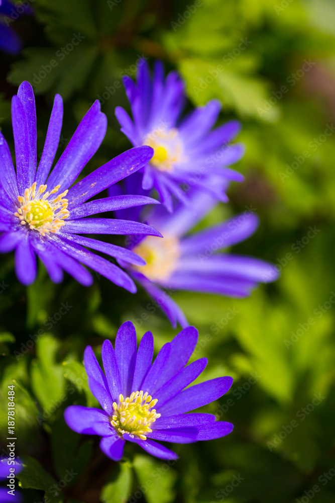 Violet spring flowers at sunny day in garden Violet spring flowers at sunny day in garden