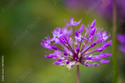 Close-up purple Allium flower on blurred background