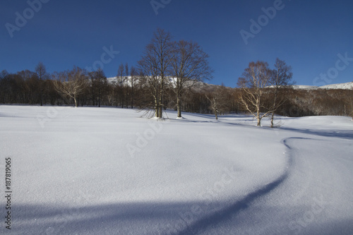 朝の雪原