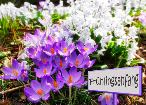 Lilane Krokusse und Puschkinien, Schild, Frühlingsanfang