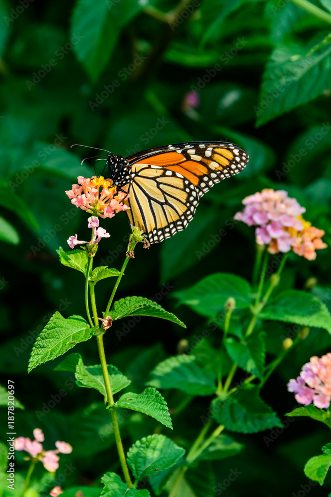Fototapeta premium Butterfly