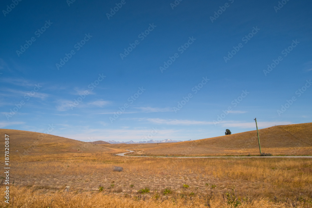 Obraz premium Beautiful scene of yellow crop field in summer with blue sky. New Zealand