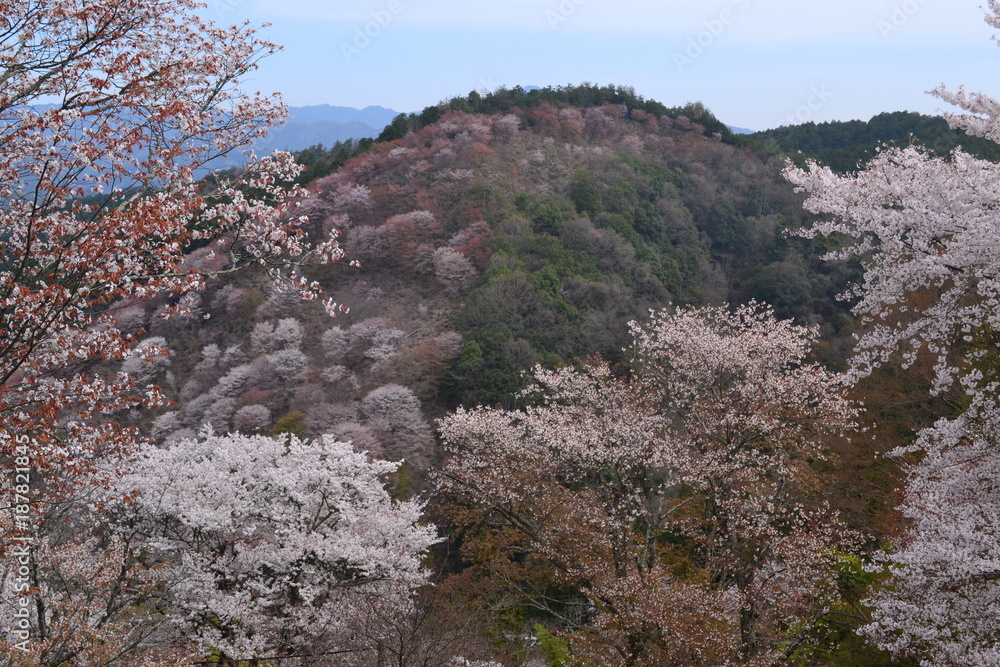 吉野山の桜 吉野山の桜