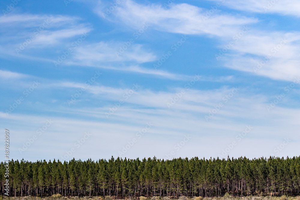 Obraz premium Tree Line