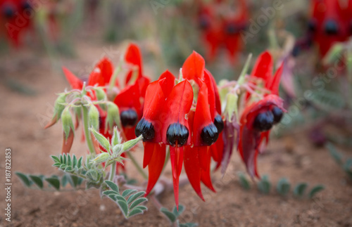 Desert Sturt Pea flowers photo